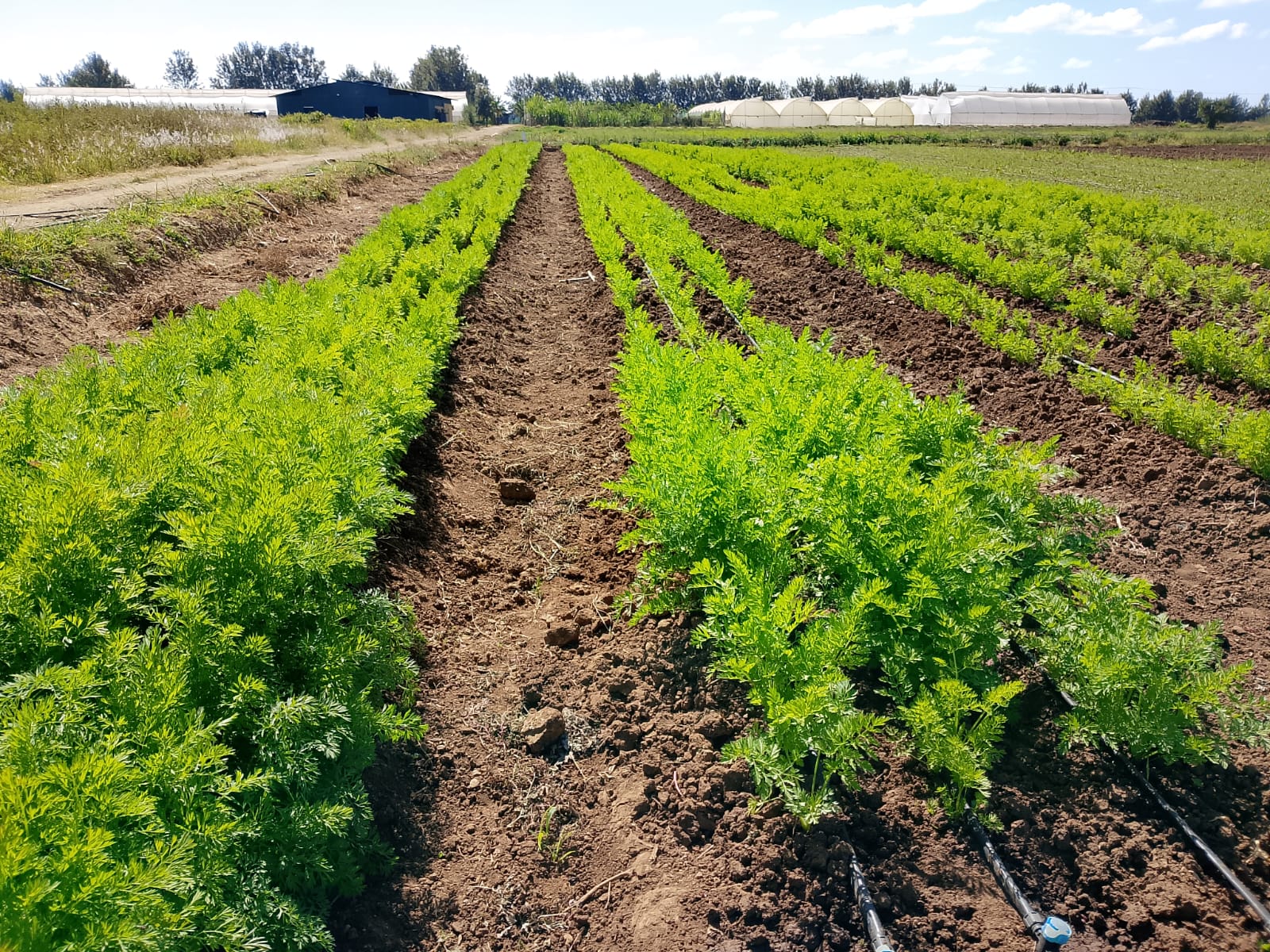 Why Kenya's Fresh Harvest Is More Than Food. It Is a Way of Life