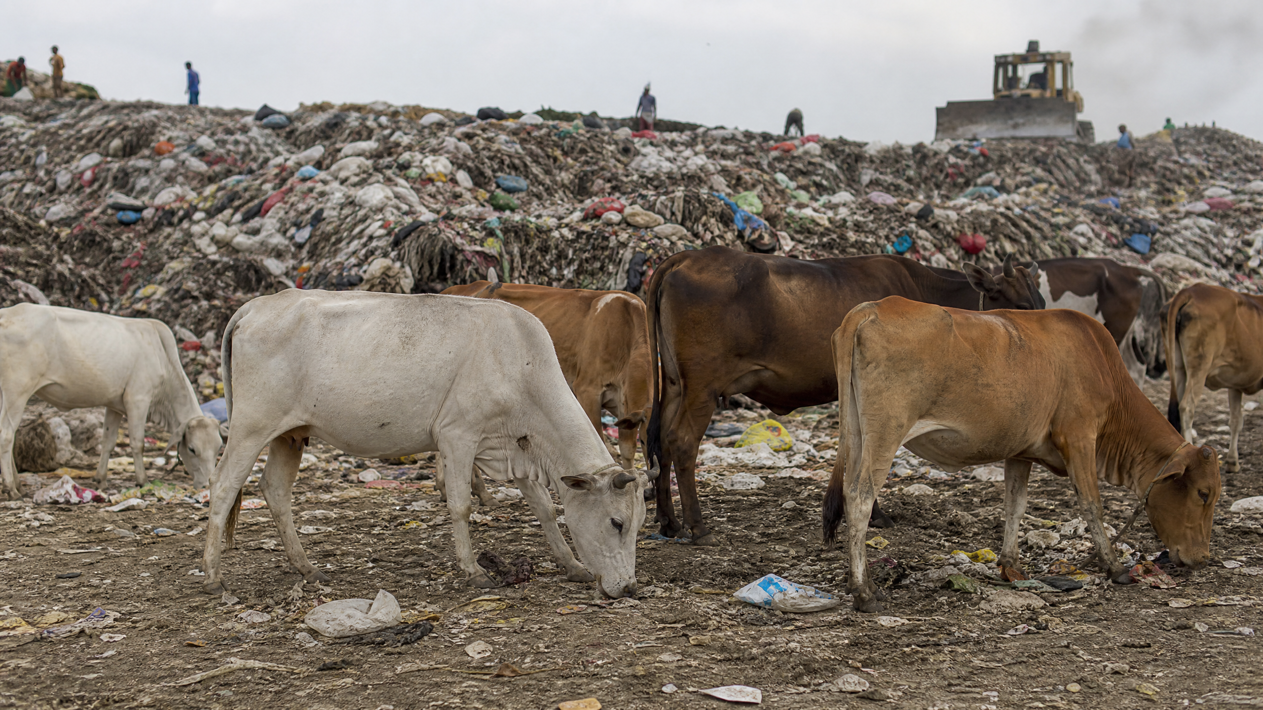 From Dumpsite To Your Table